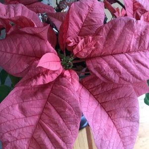 Meet your Posher, Colleen